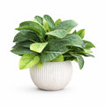 Artificial Green Leaf Plant – White Pot